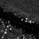 Halo Spandex Sequin Fabric | Blue Moon Fabrics