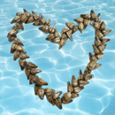 Tulafale is an orator Chief that wears the Ula Fala.